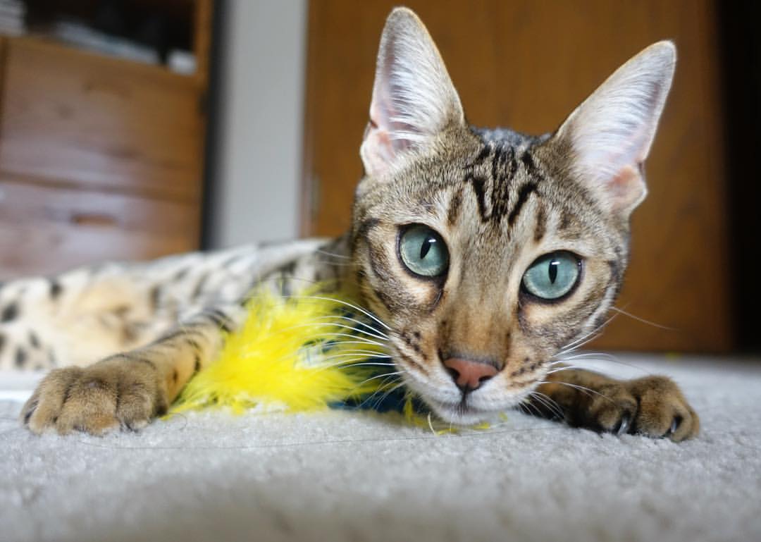 外教管理模式与本土文化冲突显著，管理外教的工作很累吗